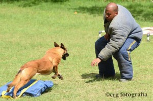 hombre-ataque-malinois